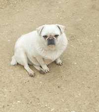 Donez catelusa mops pug