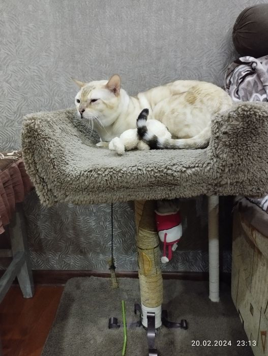 Бенгальский кот на вязку