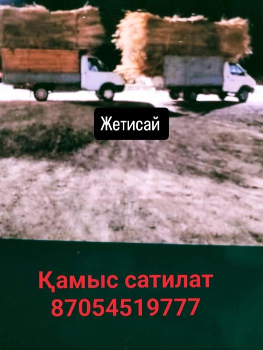 Қамыс сатылады Жетысай