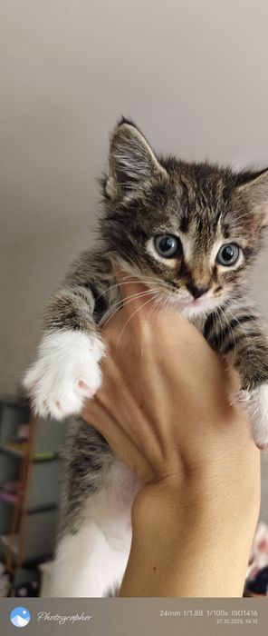 Девочки котята прелесть