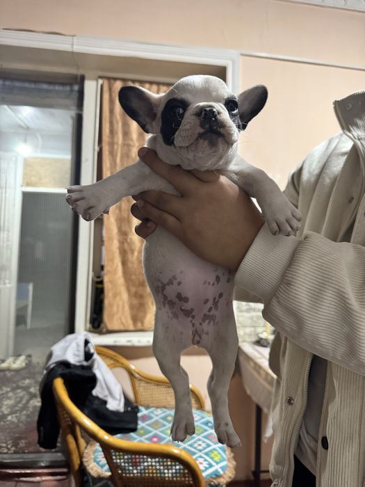 Щенки Французский бульдог