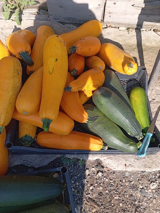 Продам кобачки домашние