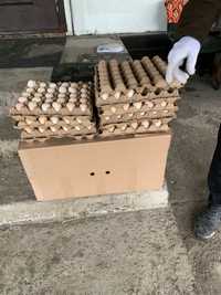 Инкубационные яйца бройлер росс-308