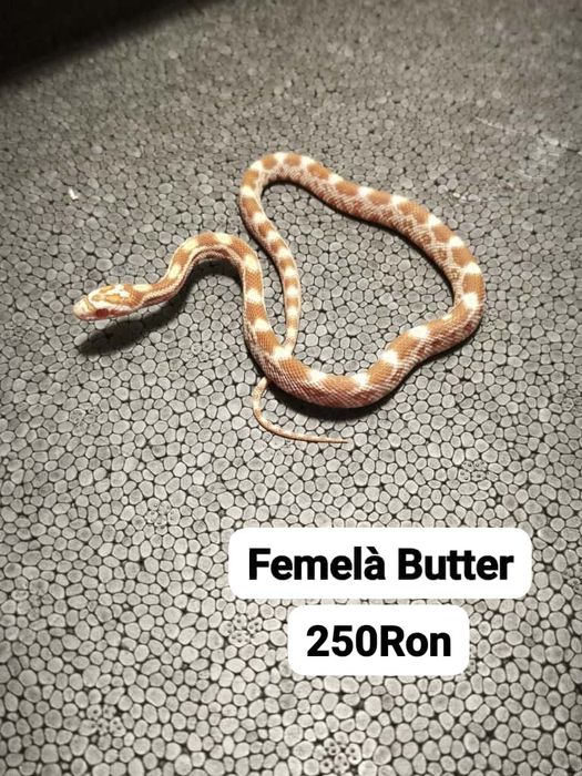 Sarpe Corn Snake 
Docili , perfecti pentru incepatori , mananca