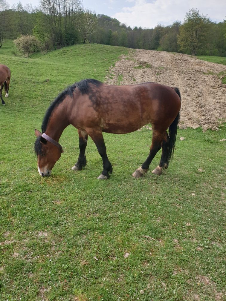 Caii din maramures