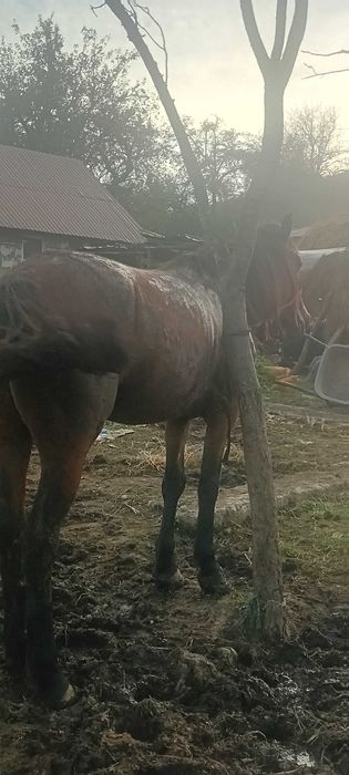 Vand manza de 3 ani garantata