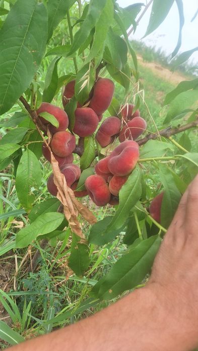 5 гектар бог сотилади