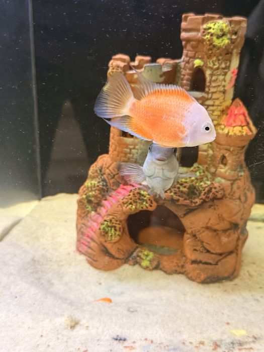 Баликлар сотилади иккаласа битта пара ишлаб турган баликлар