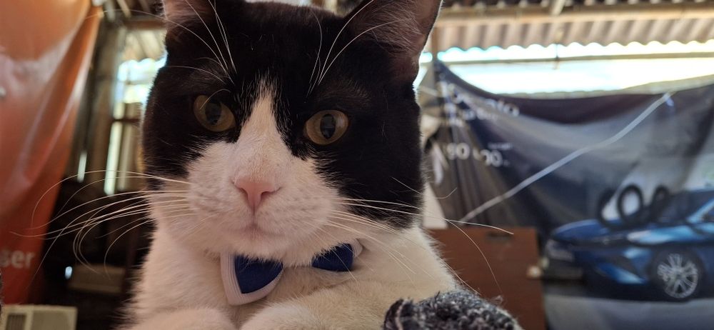 Пропал кот! Пожалуйста помогите найти