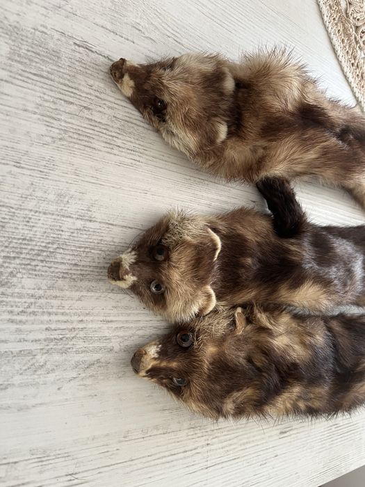 Guler blana dihor naturala