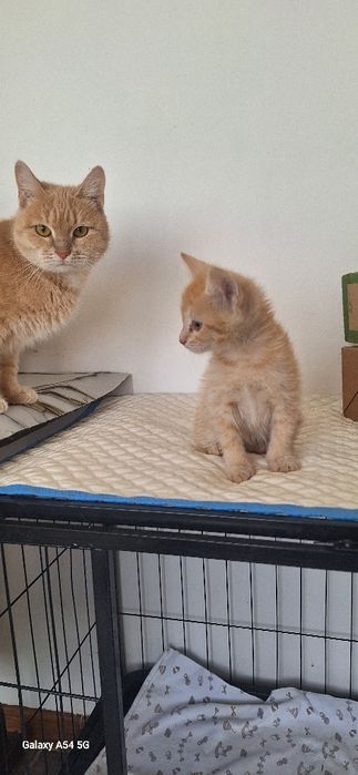 В добрые руки котята девочки