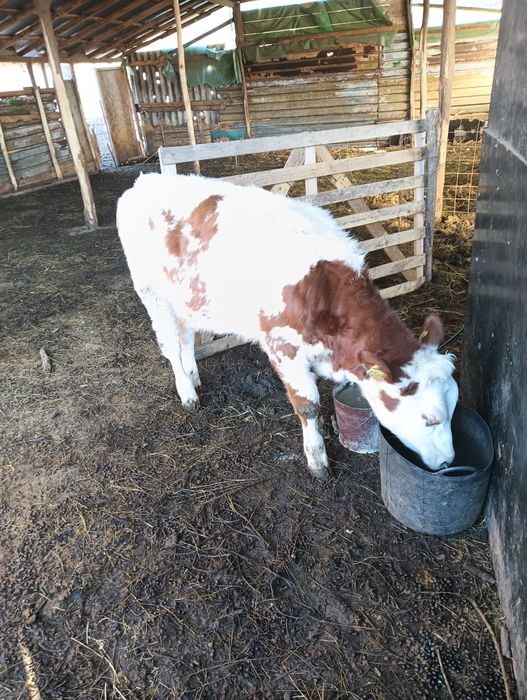 Vaci și vitei de vânzare