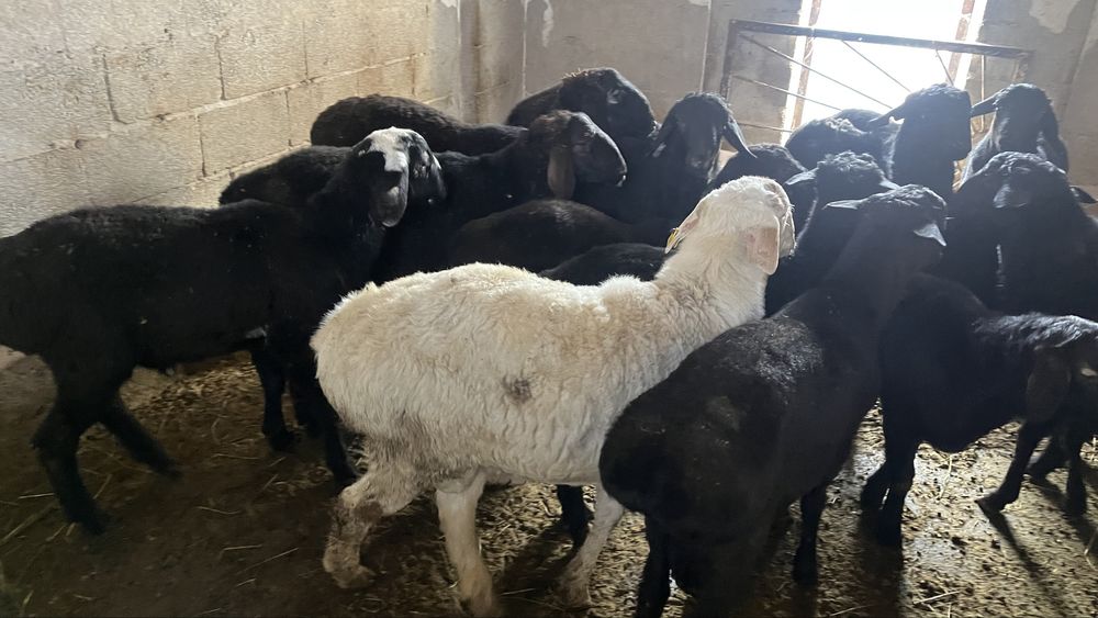 Токты кошкарлар семиз