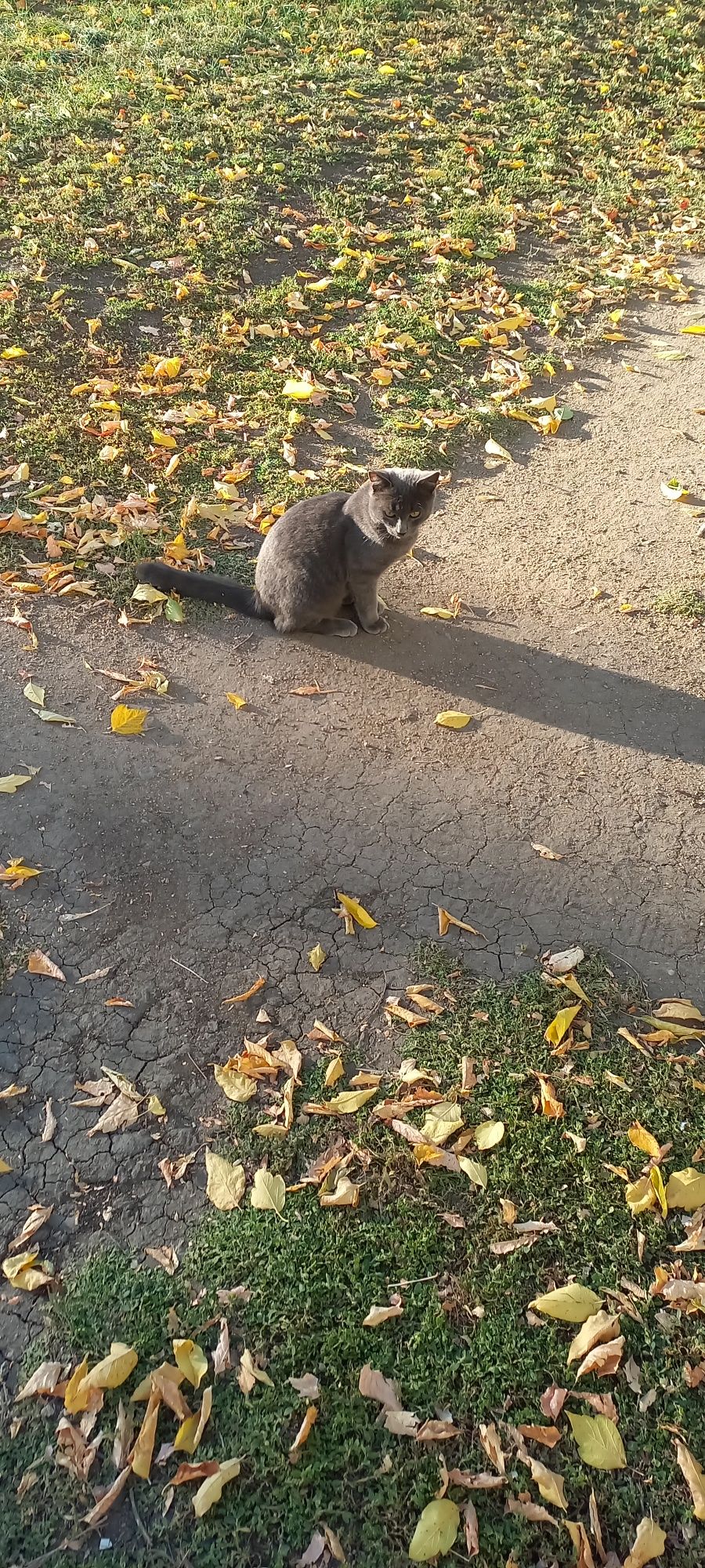 Котик 3 мес. серый