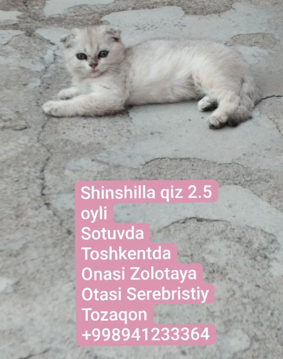 Кошки зотли 2.5 ойли Shinshilla qiz 
2.5 oyli
Sotuvda
Toshkentda
Onasi