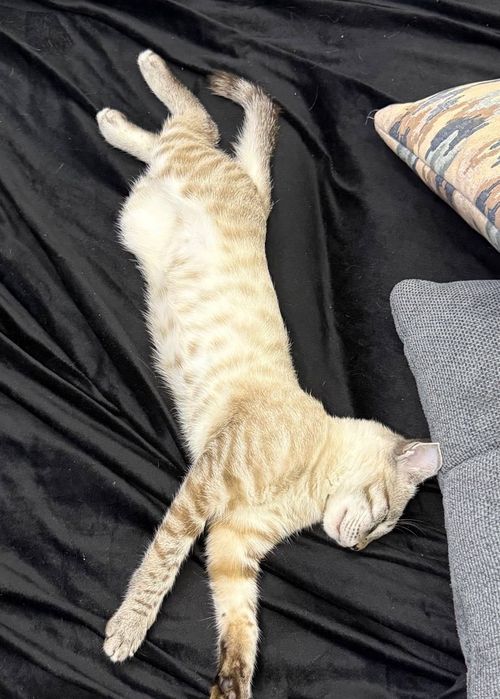 Котенок Тайский Тобби Поинт