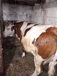 Vacă balțată românească
