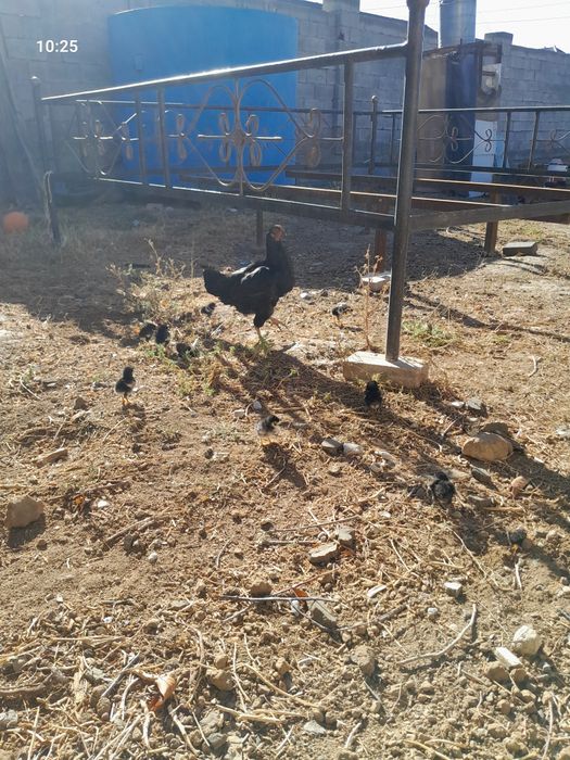 Дакен шөжелер  уш кундік тоғыз дана бар тауғымен  он мын