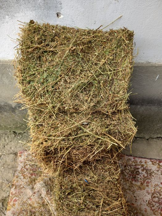 Vând baloti de lucerna