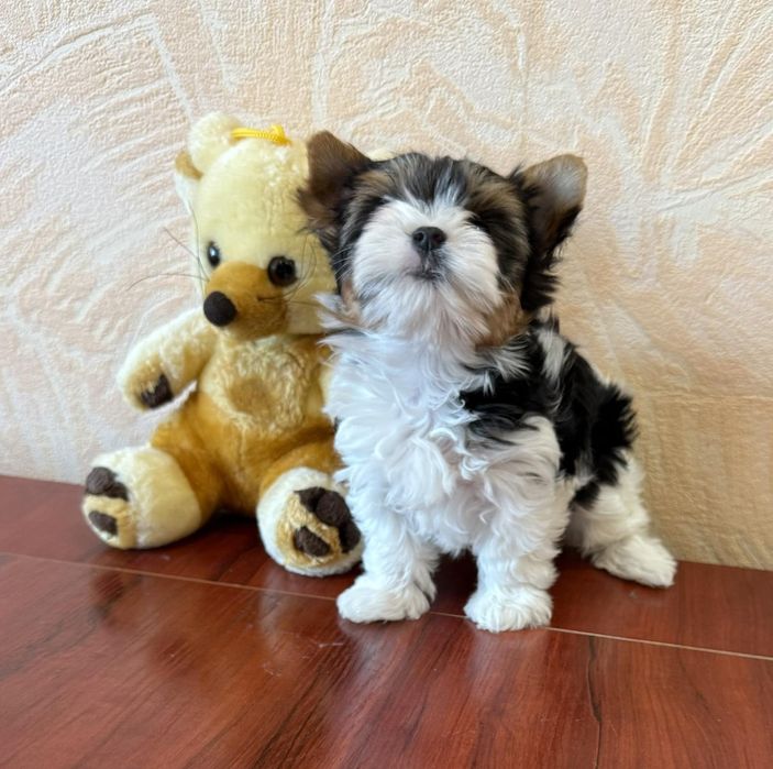 Бивер йоркширски териер