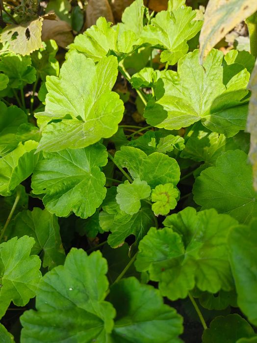 Герань комнатная