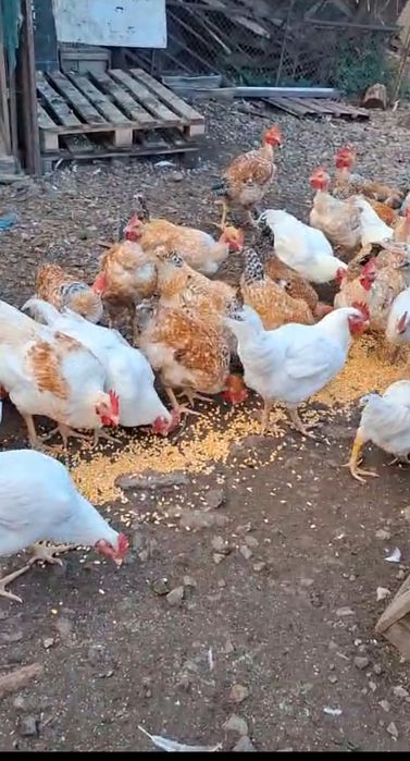 Vand cocosi albi si gat golas