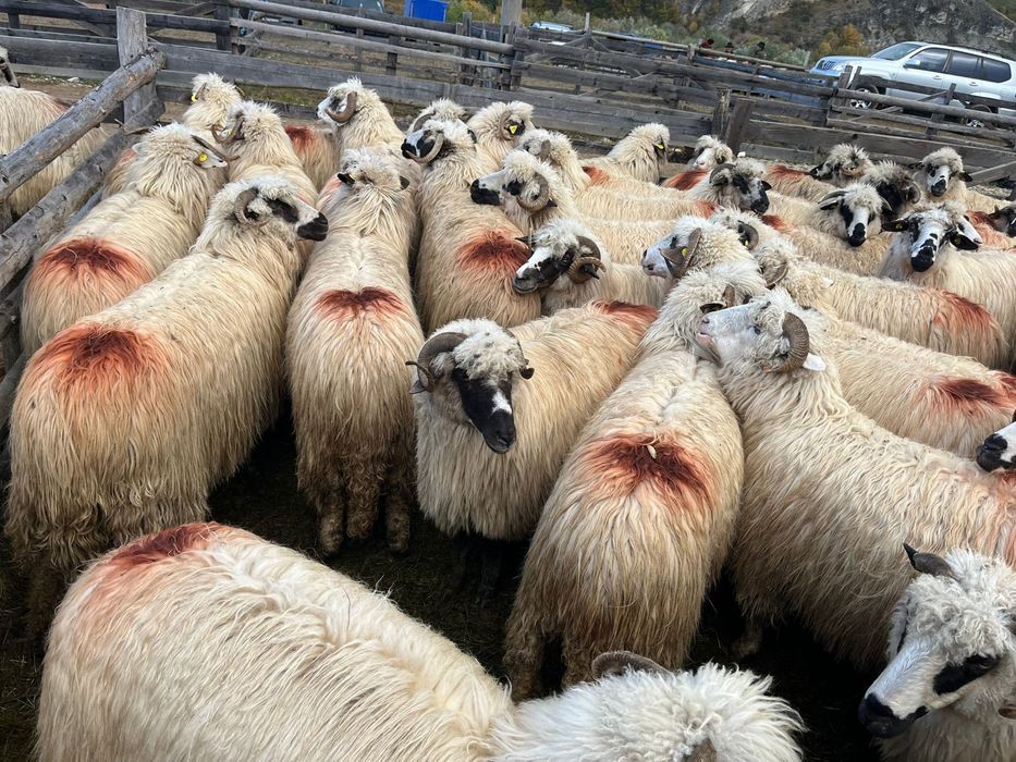 De vanzare oi tinere