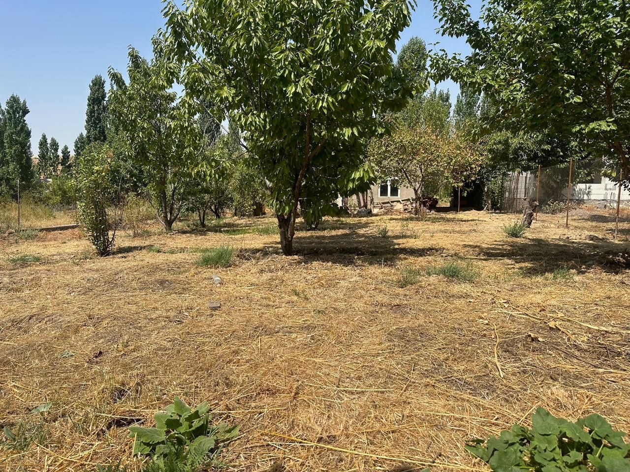 Dalaxovli, dacha sotiladi