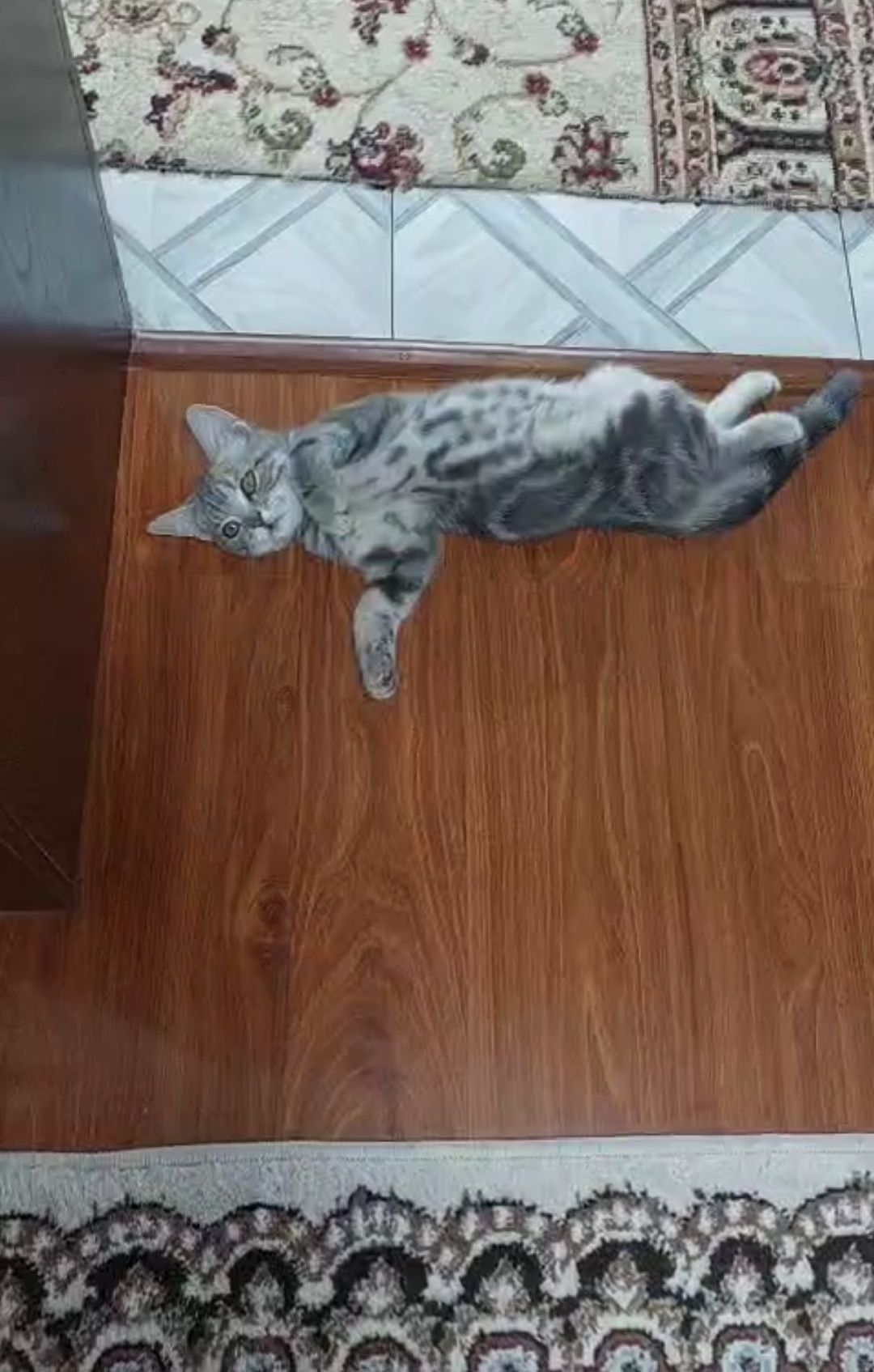Продается котенок