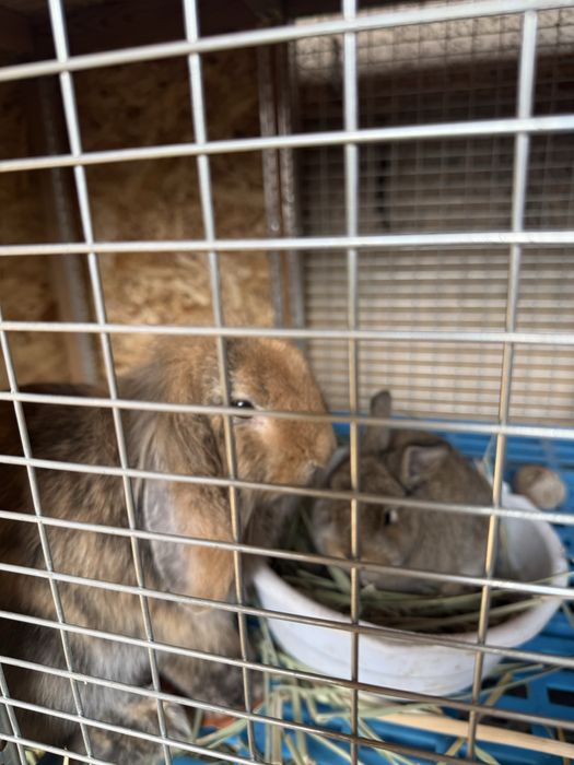 Кролик карлик домашний