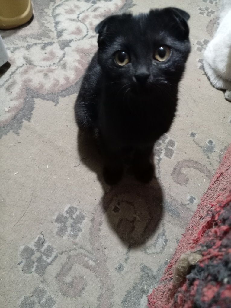 Котята балдежные
