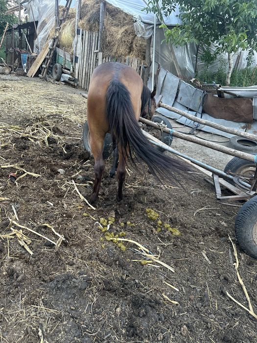 Mânza  are 1 an si 6 luni