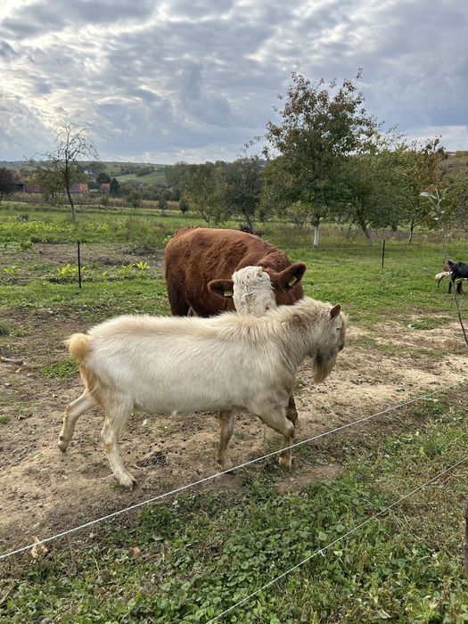 Vând țap saanen