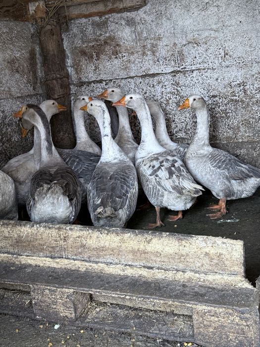Gâste tinere foarte grase