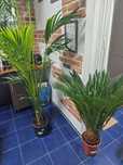 Palmier areca cycas revoluta. Plante naturale verzi exotice