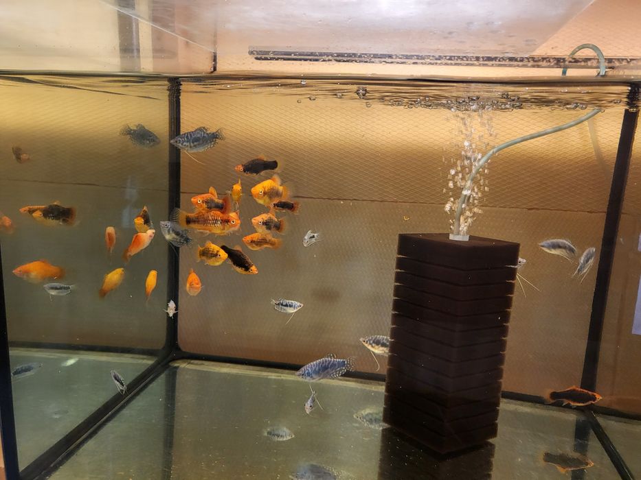 Vand Gupi 3 bucati la 10 lei