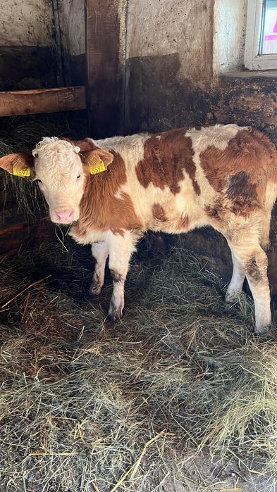 Vând vitele cuminți