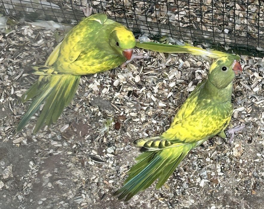 Papagal Micul alexandru pied