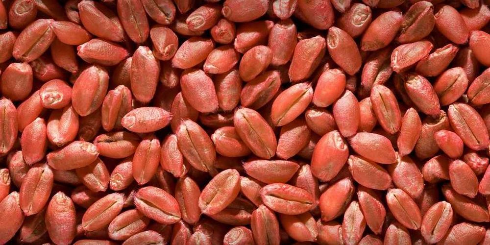 Sămânță grâu PG102, C1 selectată, tratată