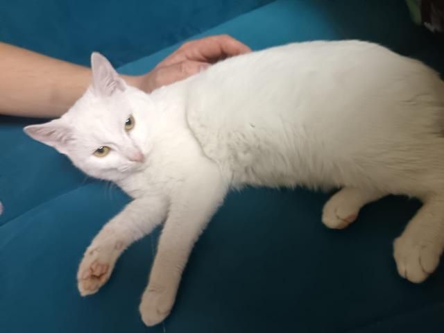 Котик ищет дом и любящих хозяев!