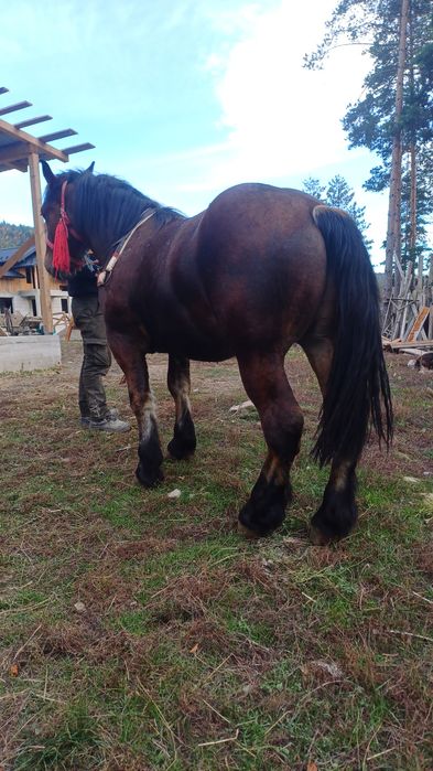 De vânzare mânz de 1 an și 7 luni