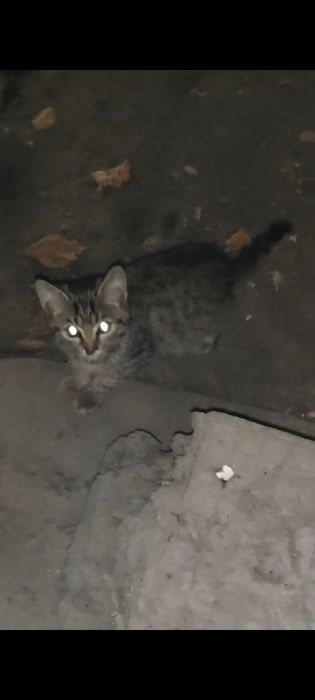 Отдам котёнка в хорошие руки