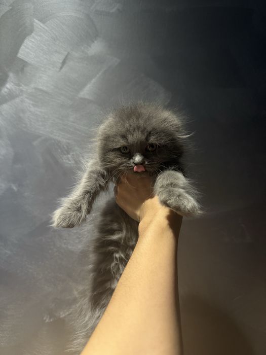 Продаются котята скотиш