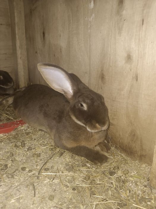 Продам кроликов породы Рекс