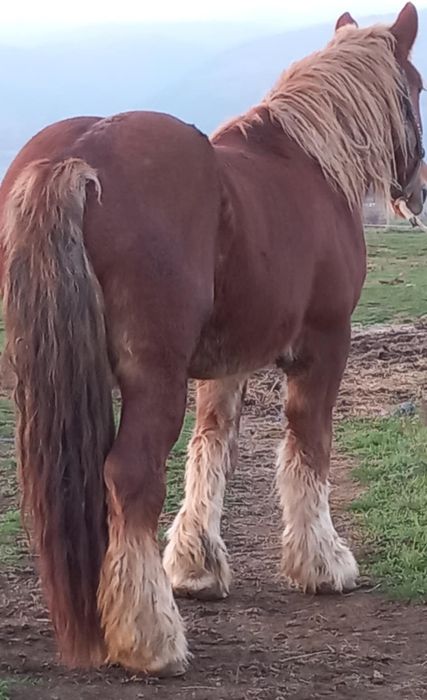 Mânză 3 ani de vânzare