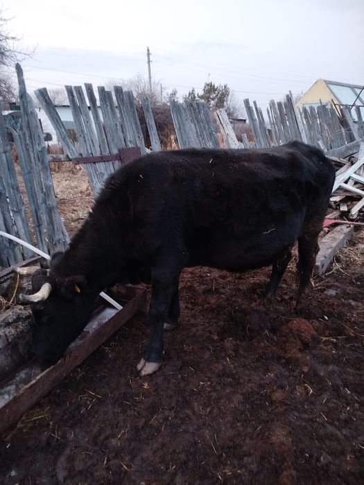 Продам корову чёрной масти
