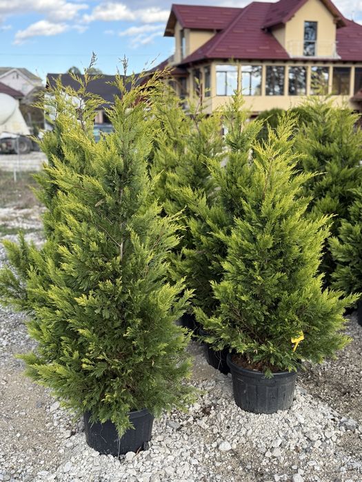 Vand leylandi/leylandi gold calitate extra