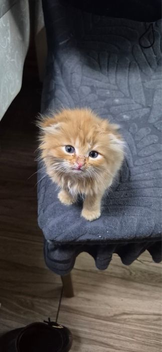 Котята 1 месяц , вислоухий и прямоухий