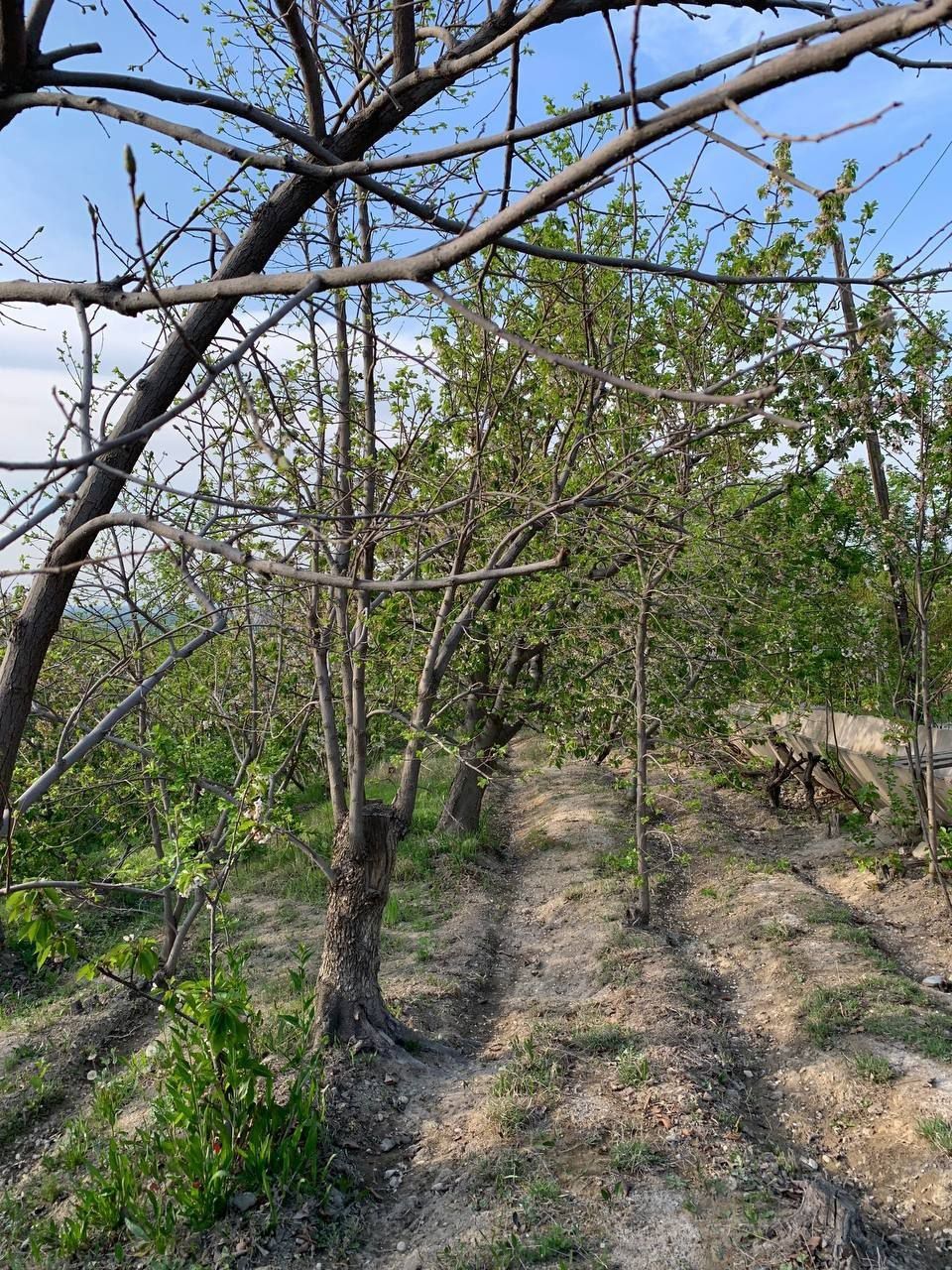 Yangi Chek sotiladi pul zarur arzonga bervoriladi