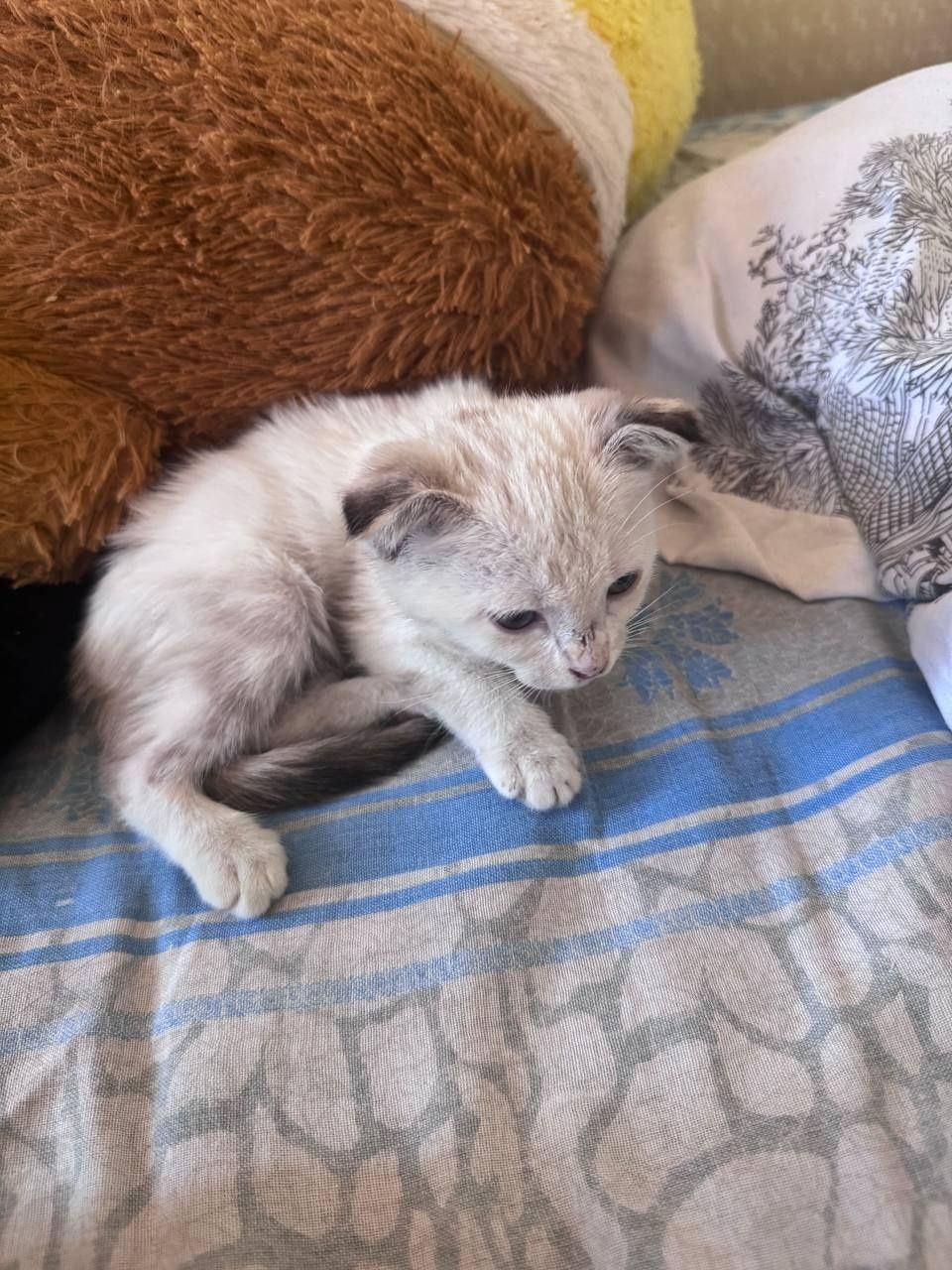 Продаётся веслоухий котоенок